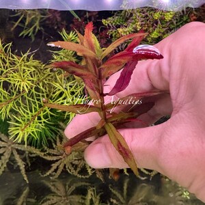 Limnophila Belem Rare Aquarium Live Plant image 2