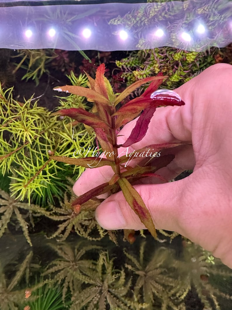 Limnophila Belem Rare Aquarium Live Plant image 2