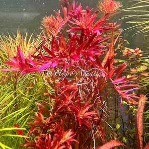 Rotala Blood Red SG Variant -  Live Aquarium Plant