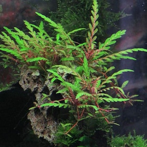 May include: Close-up of aquatic plants with vibrant green leaves and reddish stems. The plants are rooted in a porous, light-colored rock, with some moss visible. The image showcases the detail of the plant's structure.