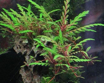 Hygrophila Pinnatifida - Live Aquarium Plant