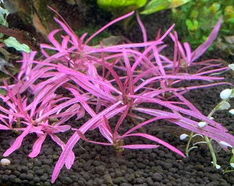 Hygrophila Sp. Chai - Live Aquarium Plant