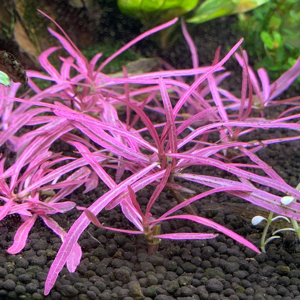 Hygrophila Sp. Chai - Live Aquarium Plant