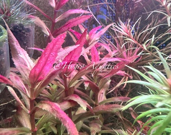 Limnophila Belem - Rare Aquarium Live Plant