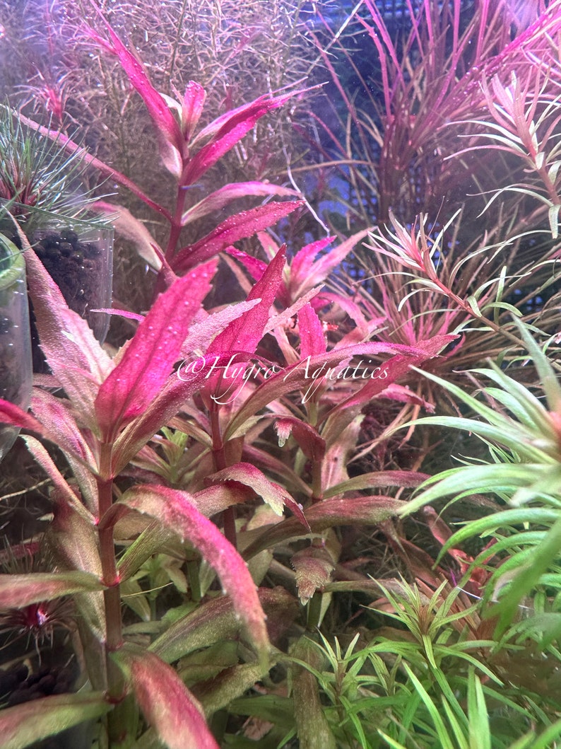 Limnophila Belem Rare Aquarium Live Plant image 1