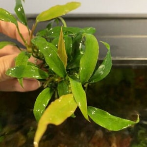 Anubias Minima Dragon Claw - Live Aquarium Plant