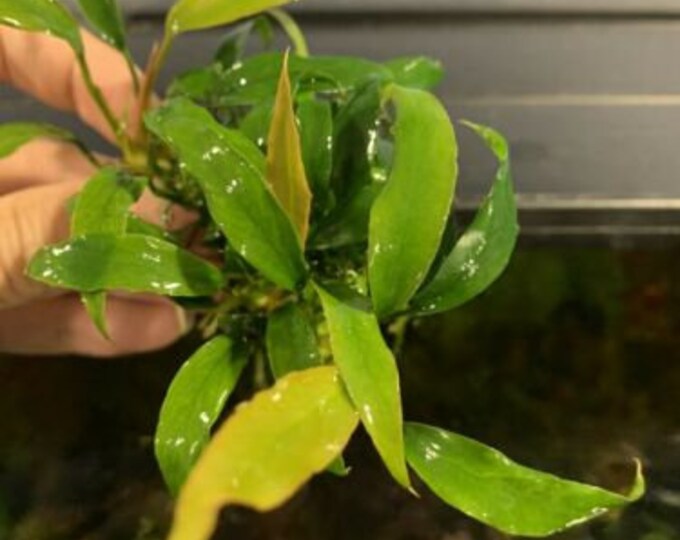 Anubias Minima Dragon Claw Live Aquarium Plant Etsy