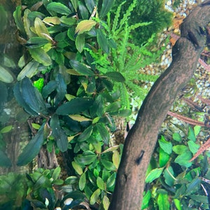 Bucephalandra Plants Live Aquarium Plant image 9