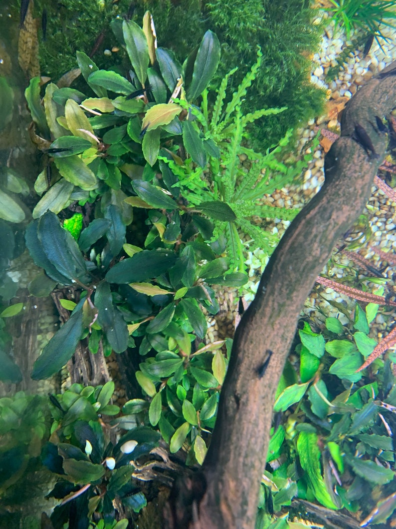 Bucephalandra Plants Live Aquarium Plant image 9