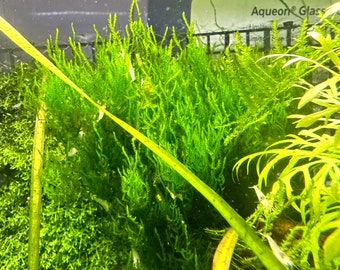 Taxiphyllum Flame Moss- Live Aquarium Plant