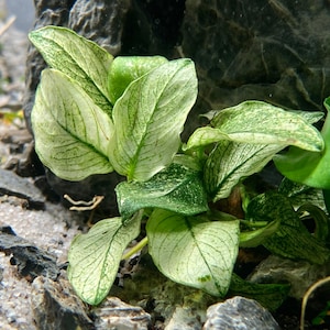 Anubias Nana Pinto White - Live Aquarium Plant