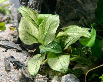 Anubias Nana Pinto White - Live Aquarium Plant