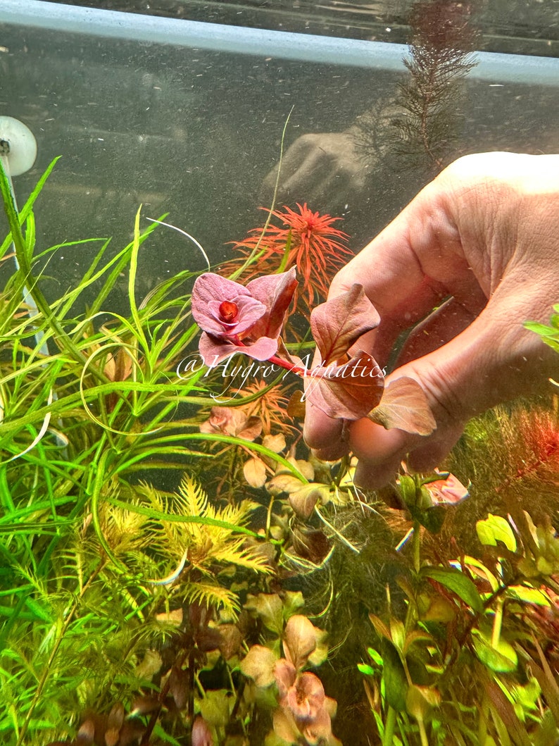 Ludwigia Ovalis Pink Live Aquarium Plant Etsy