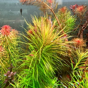 Pogostemon Stellatus Dassen - Live Aquarium Plants