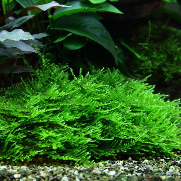 Taxiphylllum sp. Spiky Moss - Submerged Grow Aquarium Live Plant