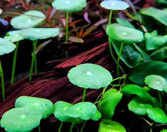 Hydrocotyle Verticillata - Live Aquatic Plant