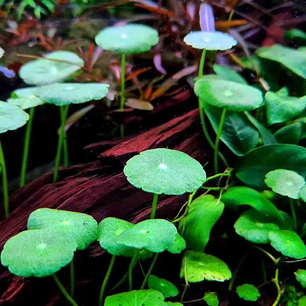 Hydrocotyle Verticillata - Live Aquatic Plant