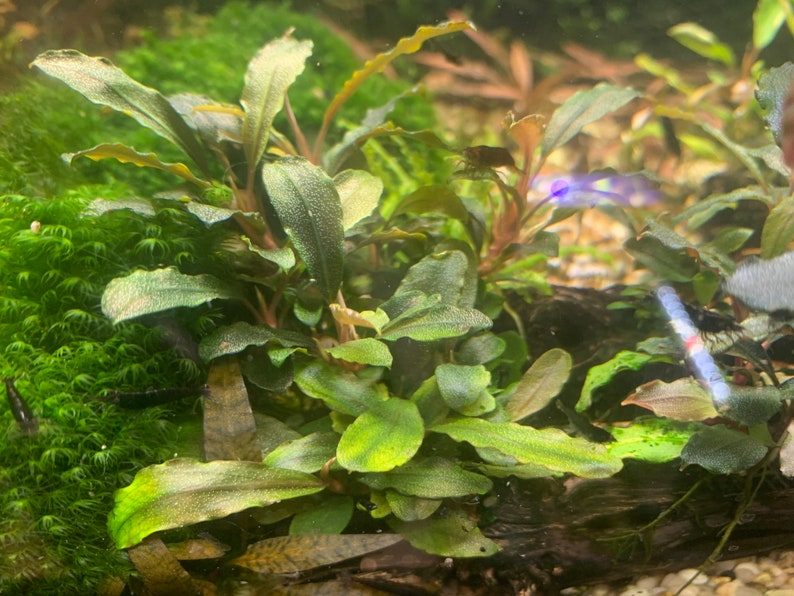 Bucephalandra Plants Live Aquarium Plant image 6