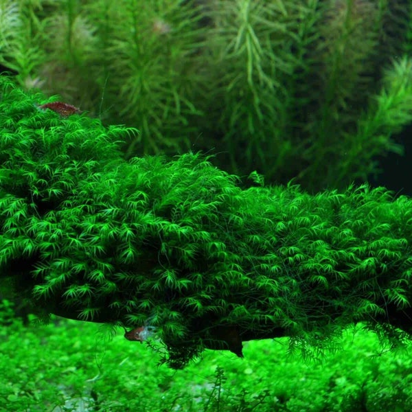 Fissidens Fontanus - Live Aquarium Plant