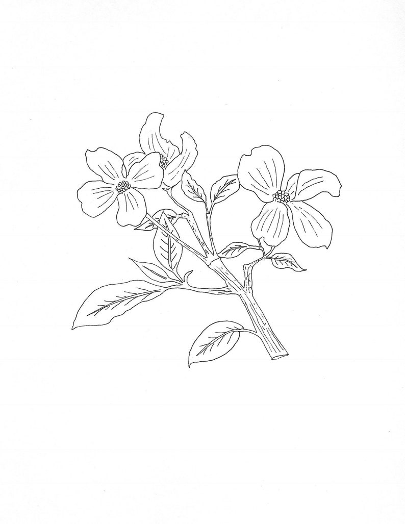 5000 Coloring Pages Of Dogwood Flowers Images & Pictures In HD