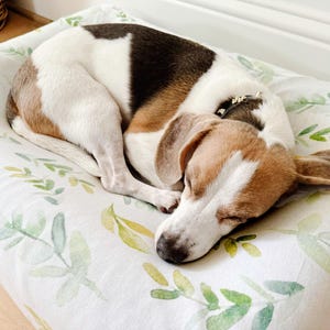 Puede incluir: Un perro pequeño, marrón y blanco con orejas negras está durmiendo en una cama de perro blanca con un patrón floral verde y amarillo.