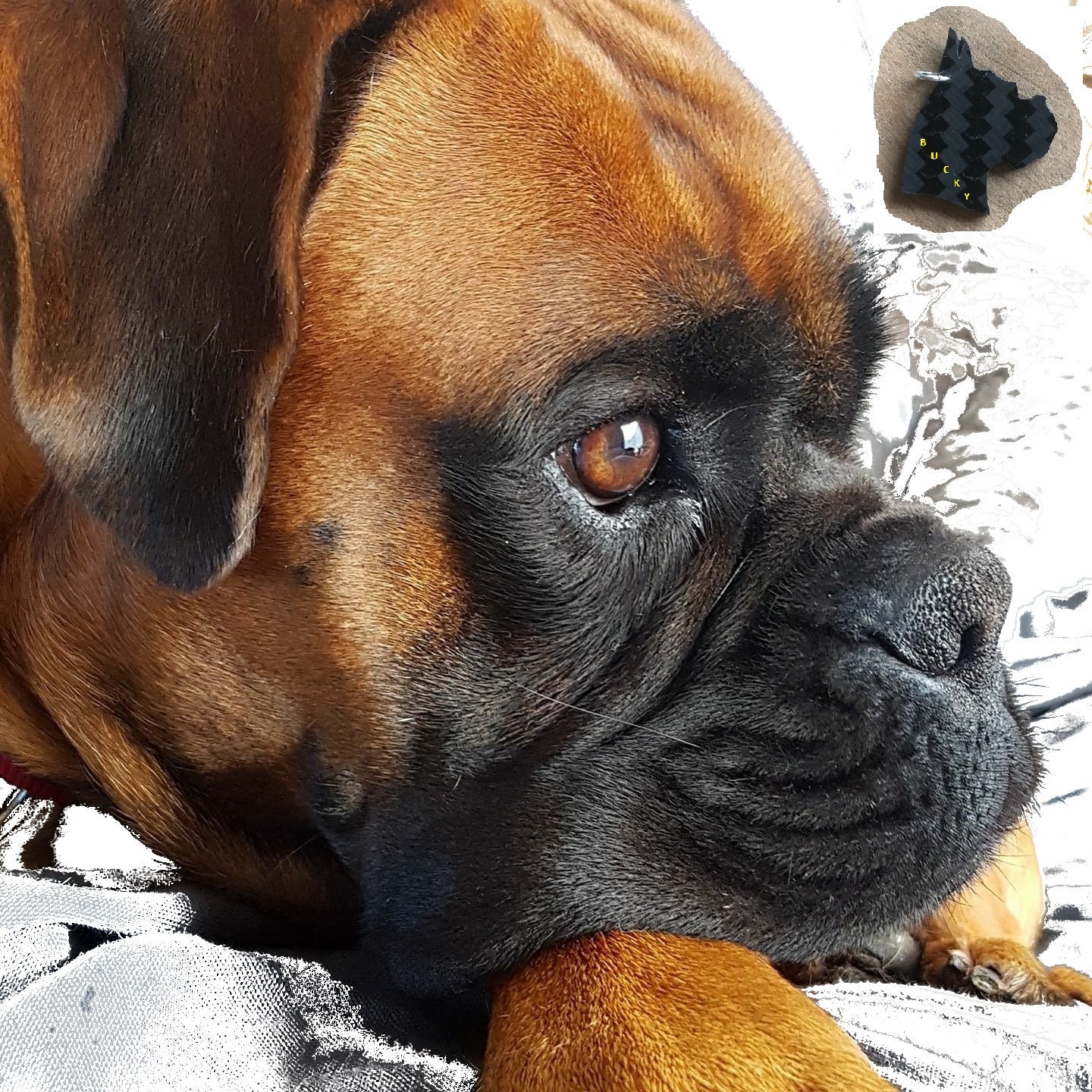 Chien Chat Tag sur La Véritable Fibre de Carbone Noir Couleur