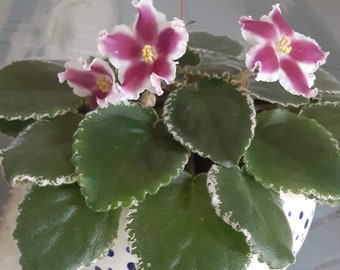 African Violet LE Karusel starter plant PLEASE Read DESCRIPTION