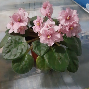 Aca's Pink Delight African violet starter plant