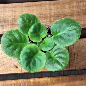 May include: A top-down view of a small African violet plant. The plant has several large, round, dark green leaves with a velvety texture. The leaves are arranged in a rosette pattern, with smaller leaves in the center. The plant is in a clear plastic pot.