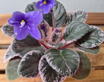 Violeta africana Comet's Sorceress (variedad variegada) *estándar