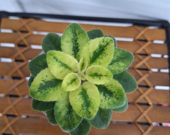 Rob's Chilly Willy African violet starter plant Miniature PLEASE READ DESCRIPTION