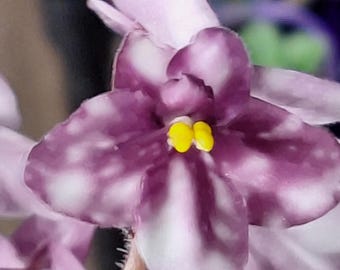 Constelación del cometa Escorpio **Nuevo lanzamiento** Estándar POR FAVOR LEA LA DESCRIPCIÓN