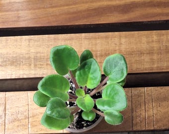 Optimara Clementine African violet starter plant
