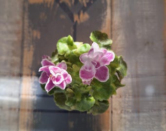 2 hojas de propagación V- Rozovye Sny Violeta africana Follaje de niña abigarrado Rus/Ukr***Raro***Semiminiatura