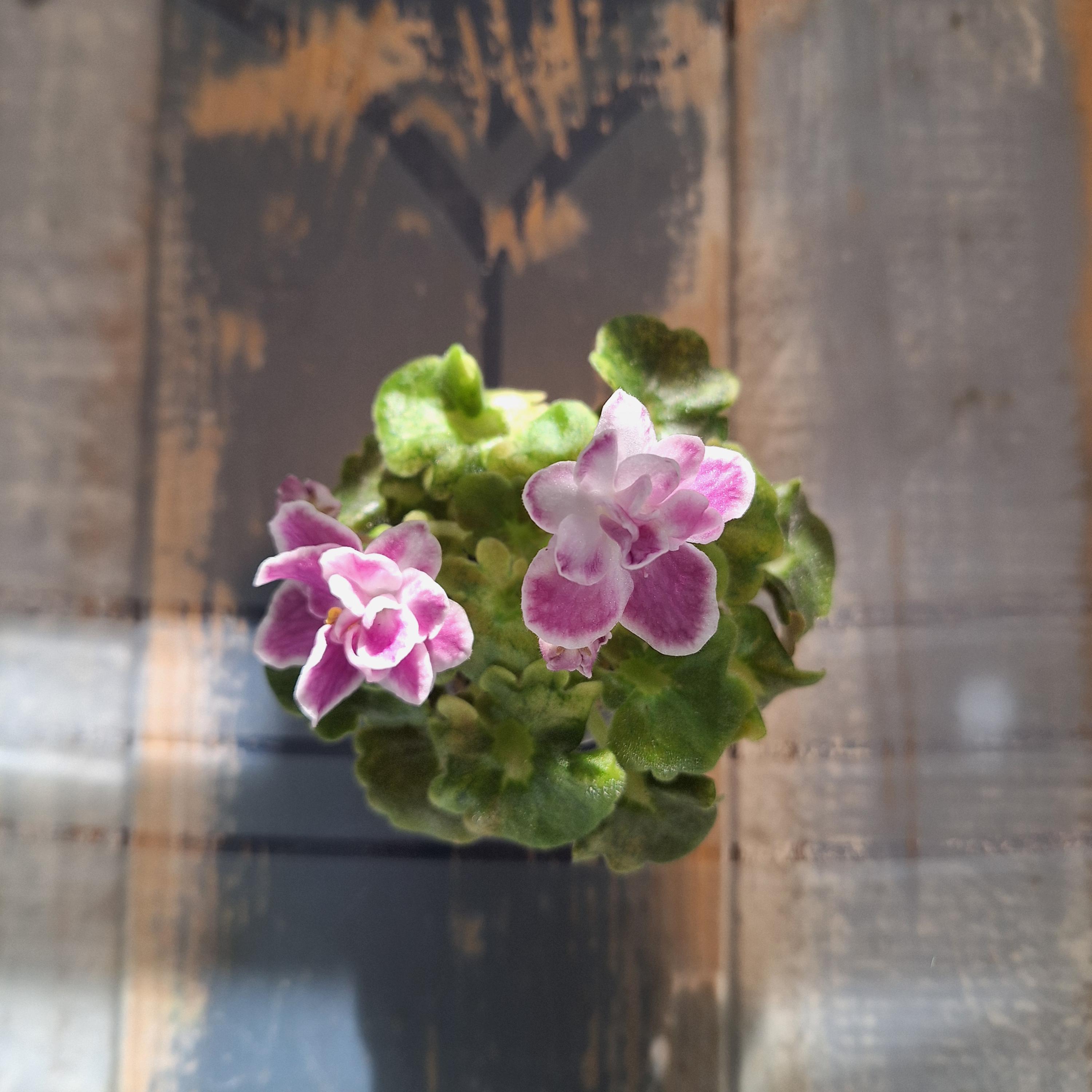 AV- Rozovye Sny African Violet Starter Plant Variegated Girl