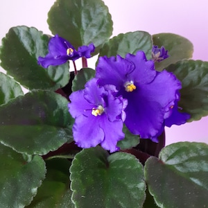 Optimara Texas African violet starter plant