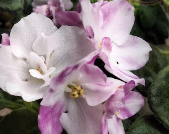 2 propagation leaves Hunter's Hot mess African violet