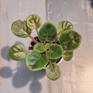 Puede incluir: Un letrero de madera r&uacute;stico blanco con la palabra "Welcome" escrita a mano. El letrero tiene un aspecto envejecido y un elemento floral decorativo. El fondo es una textura de madera borrosa.