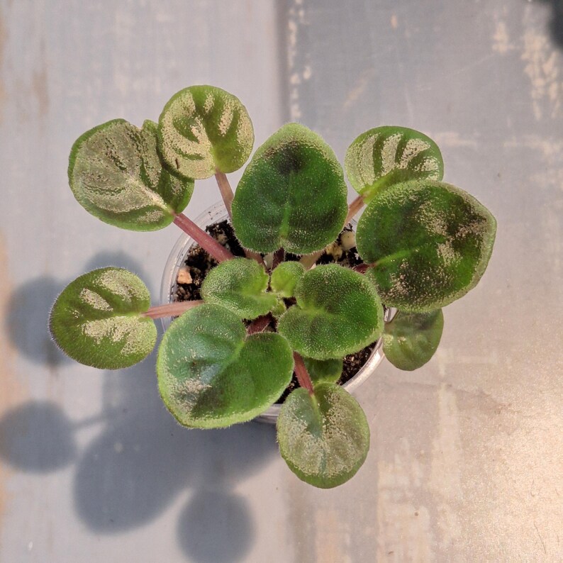 Puede incluir: Un letrero de madera r&uacute;stico blanco con la palabra "Welcome" escrita a mano. El letrero tiene un aspecto envejecido y un elemento floral decorativo. El fondo es una textura de madera borrosa.