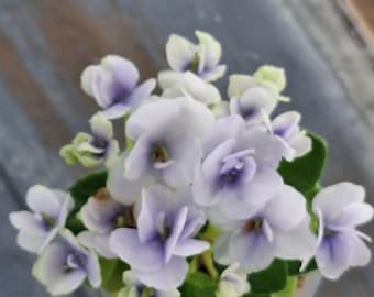 Jolly Orchid, violeta africana en miniatura, planta de inicio. POR FAVOR LEA LA DESCRIPCIÓN