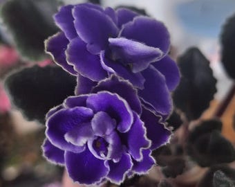 Optimara Yellowstone African violet starter plant