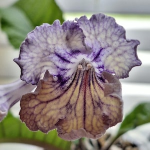 Topaz Streptocarpus starter plant in 3 inch cup