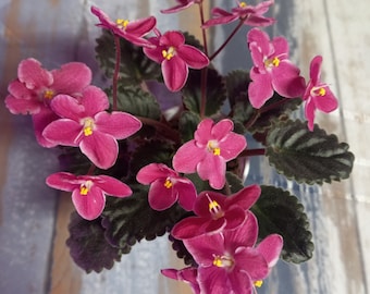 Violeta africana semi mini Mac's Scorching Sun, planta de inicio pequeña