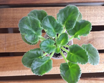 EK- Limonnye Dol'ky Rus/Ukr planta iniciadora de violeta africana estándar