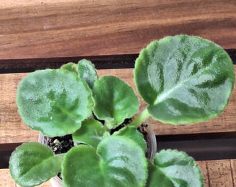 Optimara My Wildside African violet starter