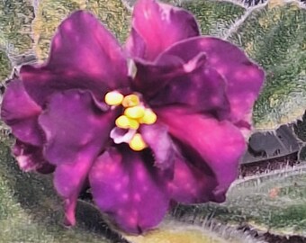Strelet's Elite African violet starter plant**standard**Rus/Ukr