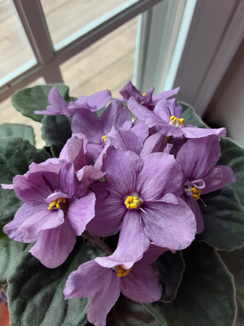 African violet live plant Silk 'N' Lace starter Etsy