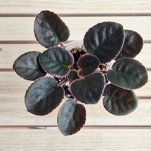 Hunter&#39;s Similar but Different African violet starter plant