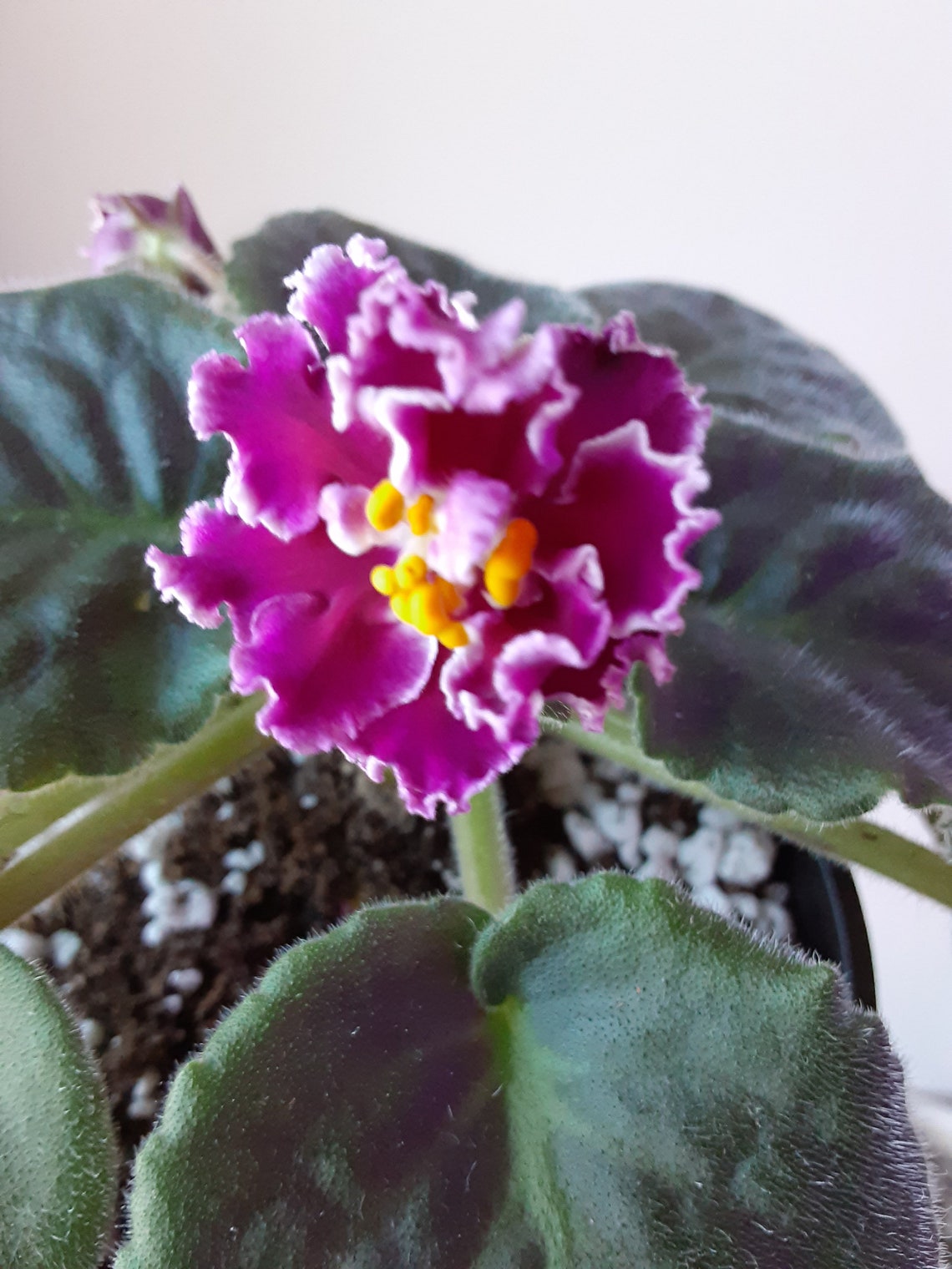 African violet live plant Amadeus standard Russian variety Etsy