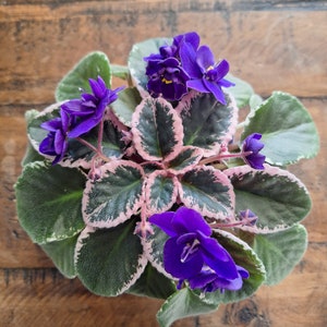 May include: A vibrant African violet plant with deep purple flowers and variegated green and pink leaves. The plant is in full bloom, showcasing its velvety petals and lush foliage. The plant sits on a rustic wooden surface.
